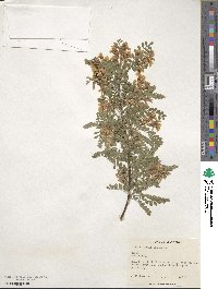 Sophora davidii image