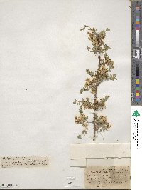 Sophora davidii image