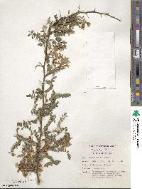 Sophora davidii image