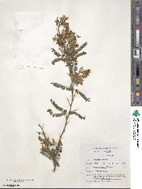 Sophora davidii image