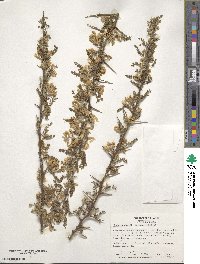 Sophora davidii image