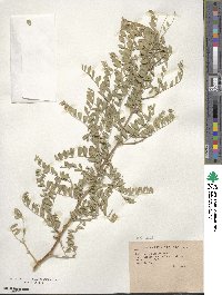 Sophora davidii image