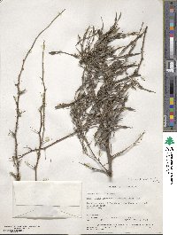 Sophora davidii image