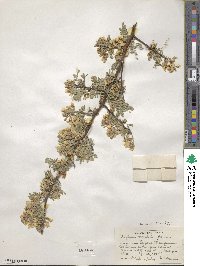 Sophora davidii image