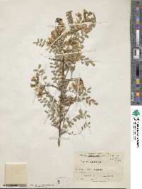 Sophora davidii image