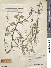 Sophora davidii image