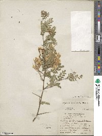 Sophora davidii image