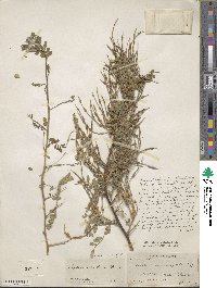 Sophora davidii image