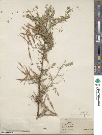 Sophora davidii image