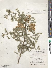 Sophora davidii image