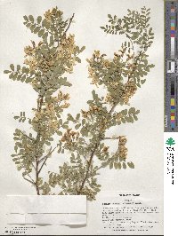 Sophora davidii image