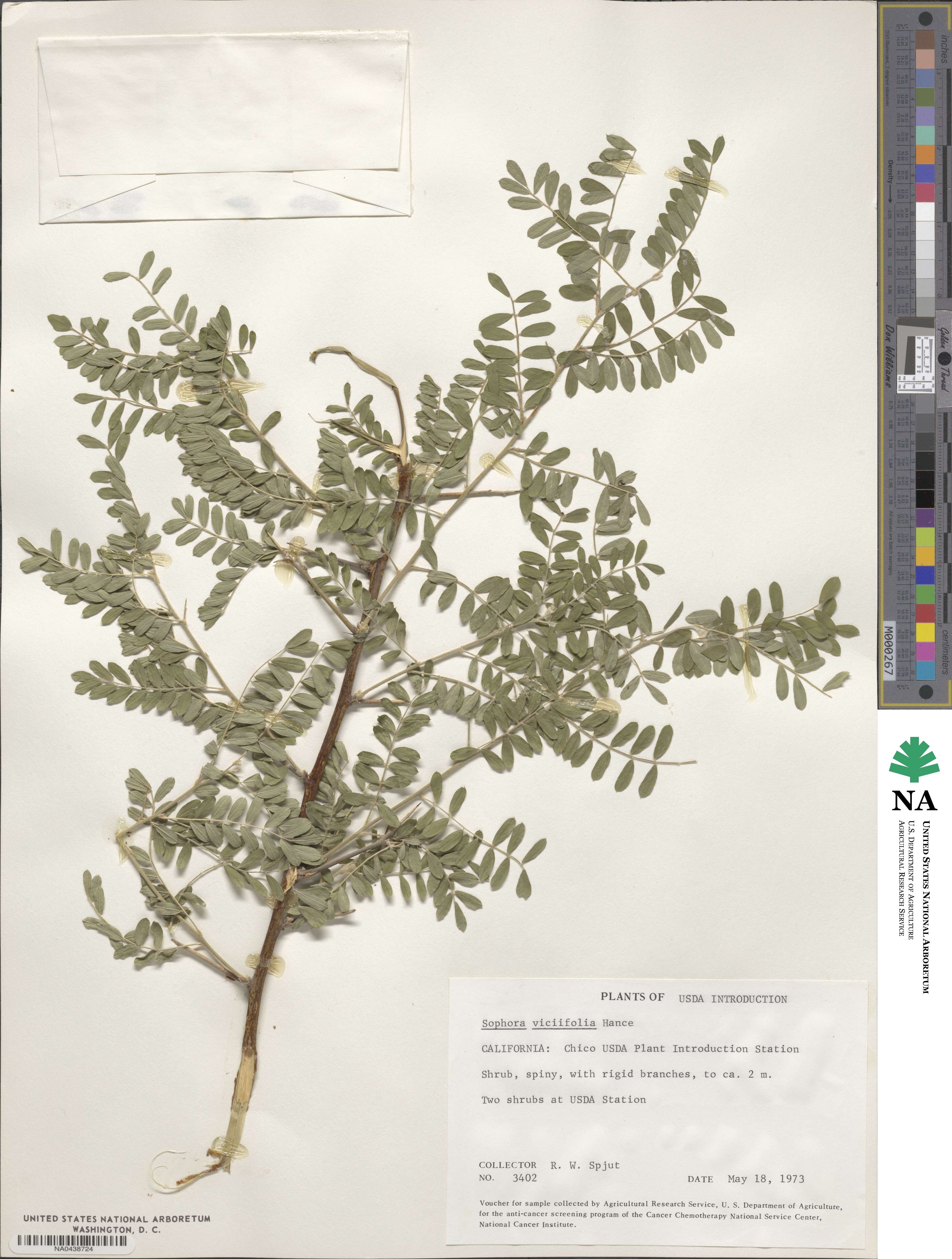 Sophora davidii image