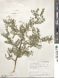 Sophora davidii image