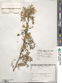 Sophora davidii image