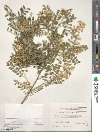 Sophora davidii image