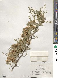 Sophora davidii image