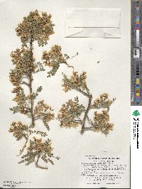 Sophora davidii image