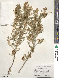 Sophora davidii image