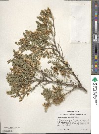 Sophora davidii image