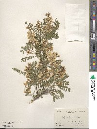 Sophora davidii image