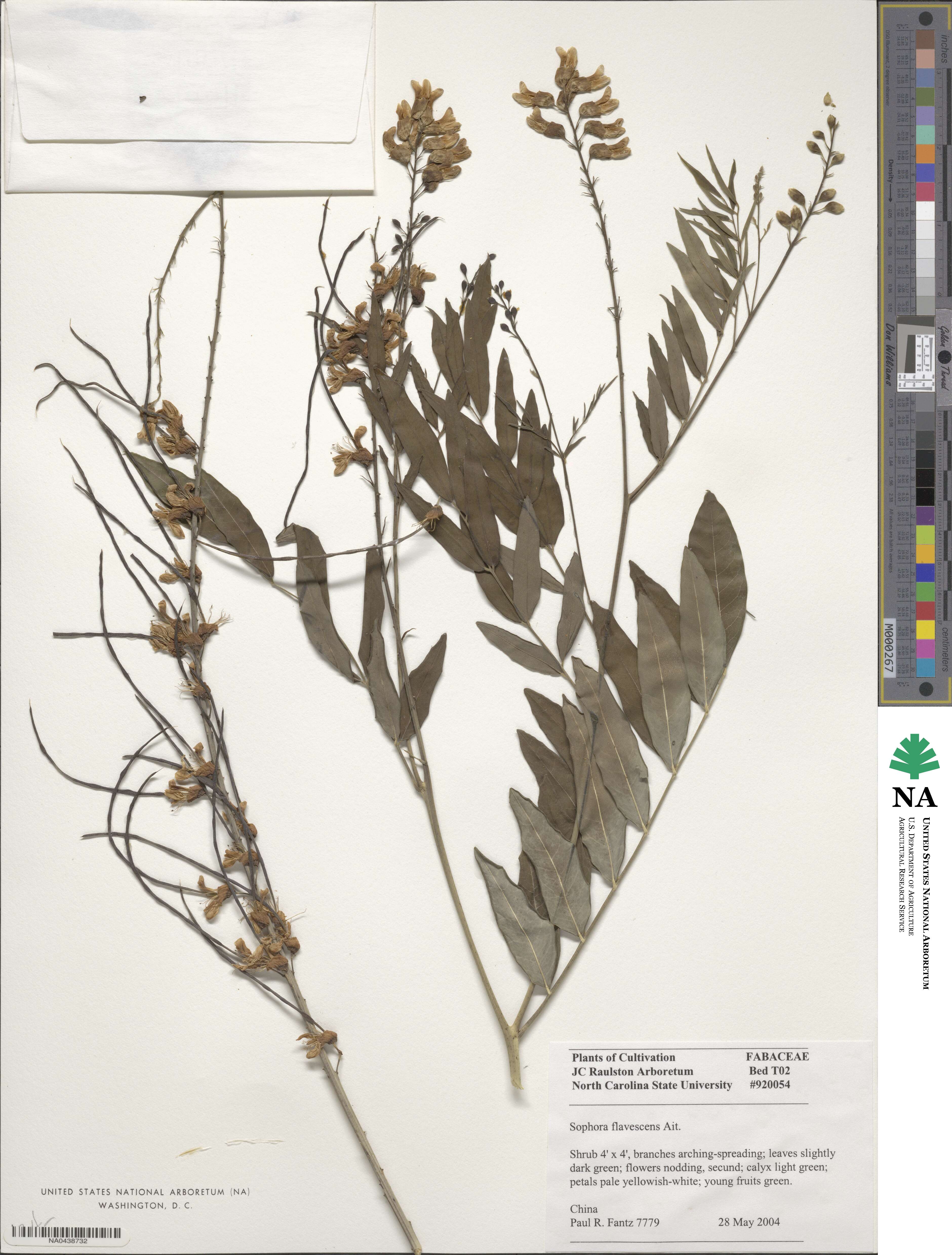 Sophora flavescens image