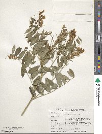 Sophora flavescens image