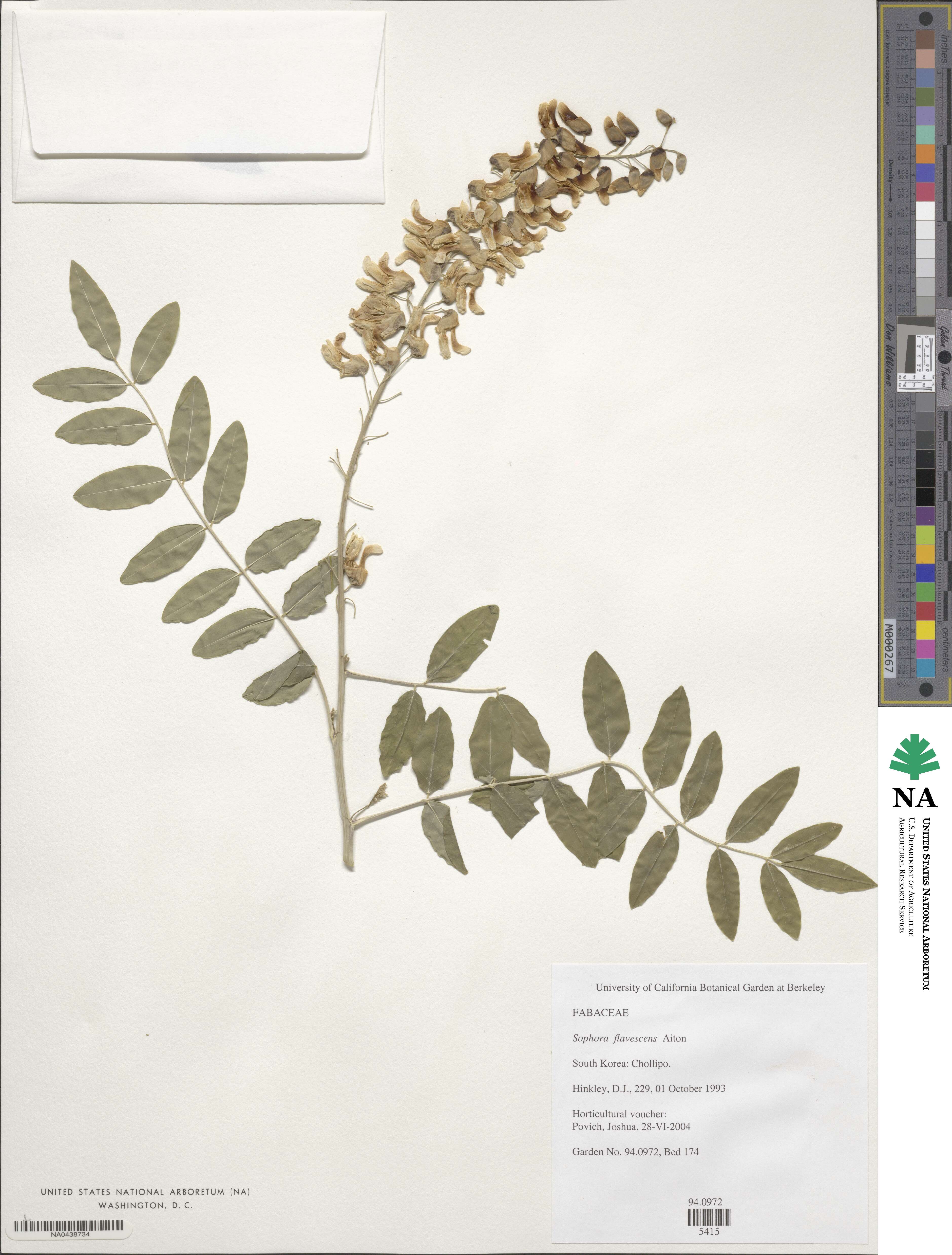 Sophora flavescens image