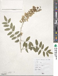 Sophora flavescens image