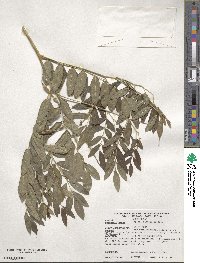 Sophora flavescens image