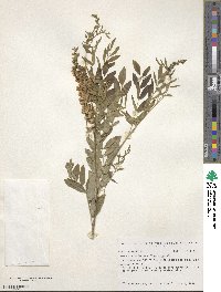 Sophora flavescens image