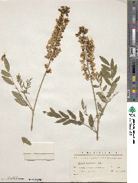 Sophora flavescens image