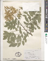 Styphnolobium japonicum image