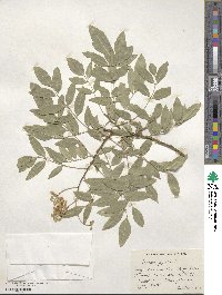 Styphnolobium japonicum image