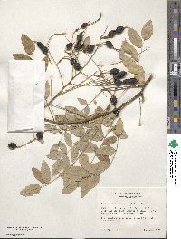 Styphnolobium japonicum image