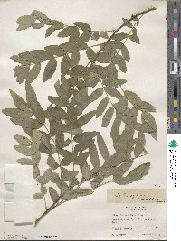 Styphnolobium japonicum image