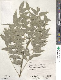 Styphnolobium japonicum image