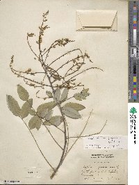 Styphnolobium japonicum image