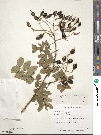 Styphnolobium japonicum image