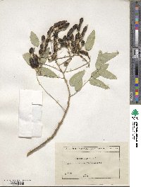 Styphnolobium japonicum image