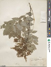 Styphnolobium japonicum image