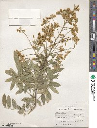 Styphnolobium japonicum image