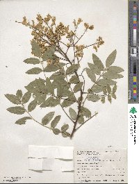 Styphnolobium japonicum image