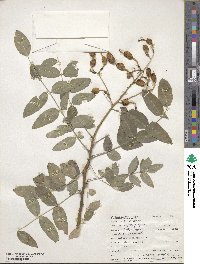 Styphnolobium japonicum image