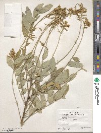 Styphnolobium japonicum image