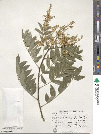 Styphnolobium japonicum image