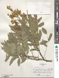 Styphnolobium japonicum image