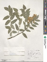 Styphnolobium japonicum image