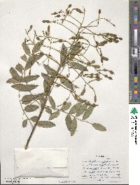 Styphnolobium japonicum image