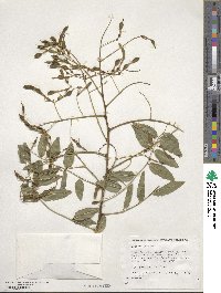 Styphnolobium japonicum image