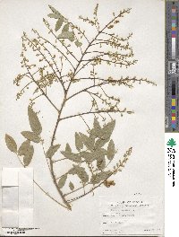 Styphnolobium japonicum image